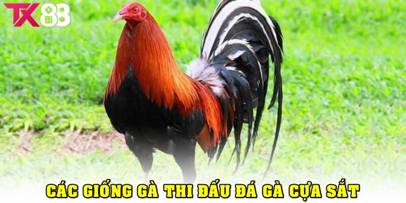 Các giống gà thi đấu đá gà cựa sắt
