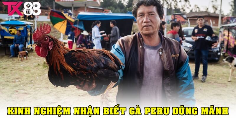 Kinh nghiệm nhận biết chiến kê Peru dũng mãnh