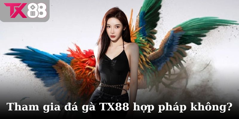 Tham gia đá gà TX88 có hợp pháp không?